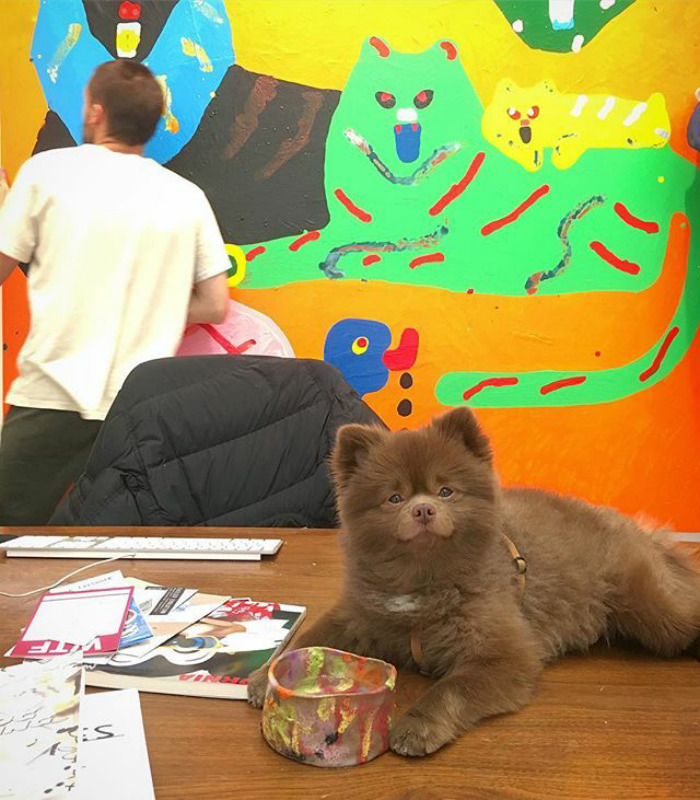 "Bear" Dumped By A Breeder Gets A Job At An Art Gallery