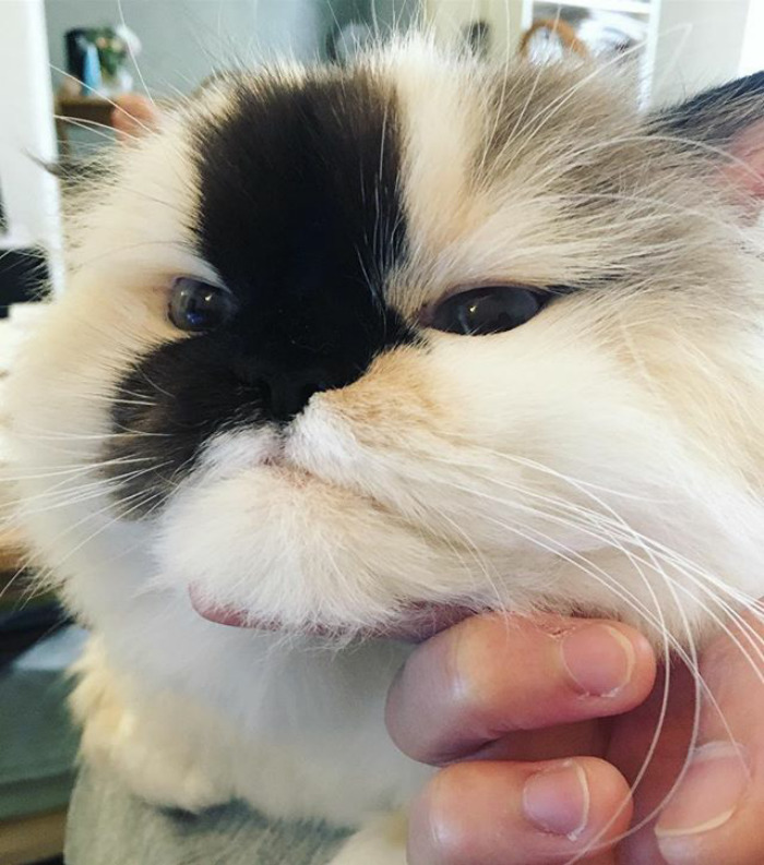 What's The Bestest? Chin Scratches