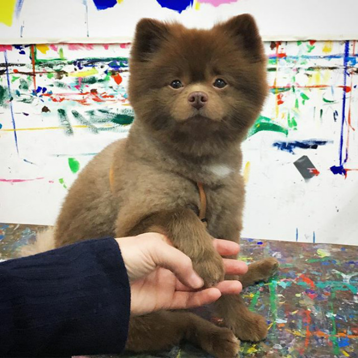"Bear" Dumped By A Breeder Gets A Job At An Art Gallery