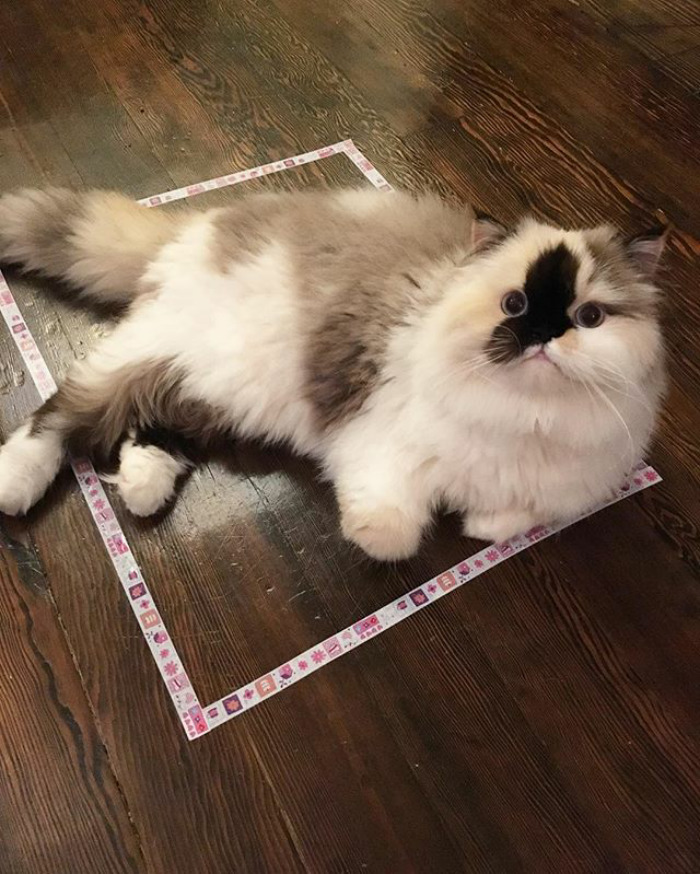 Internet: Tape A Square On The Ground And Your Cat Will Get In
Hooman: 😈😈 Me: 👌🏼 A Box Is A Box. I ❤️ All Of Them