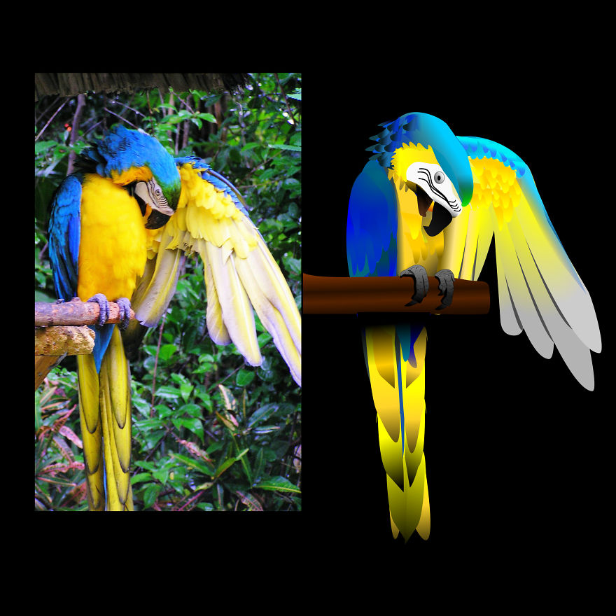 Macaw Parrot Transformation
