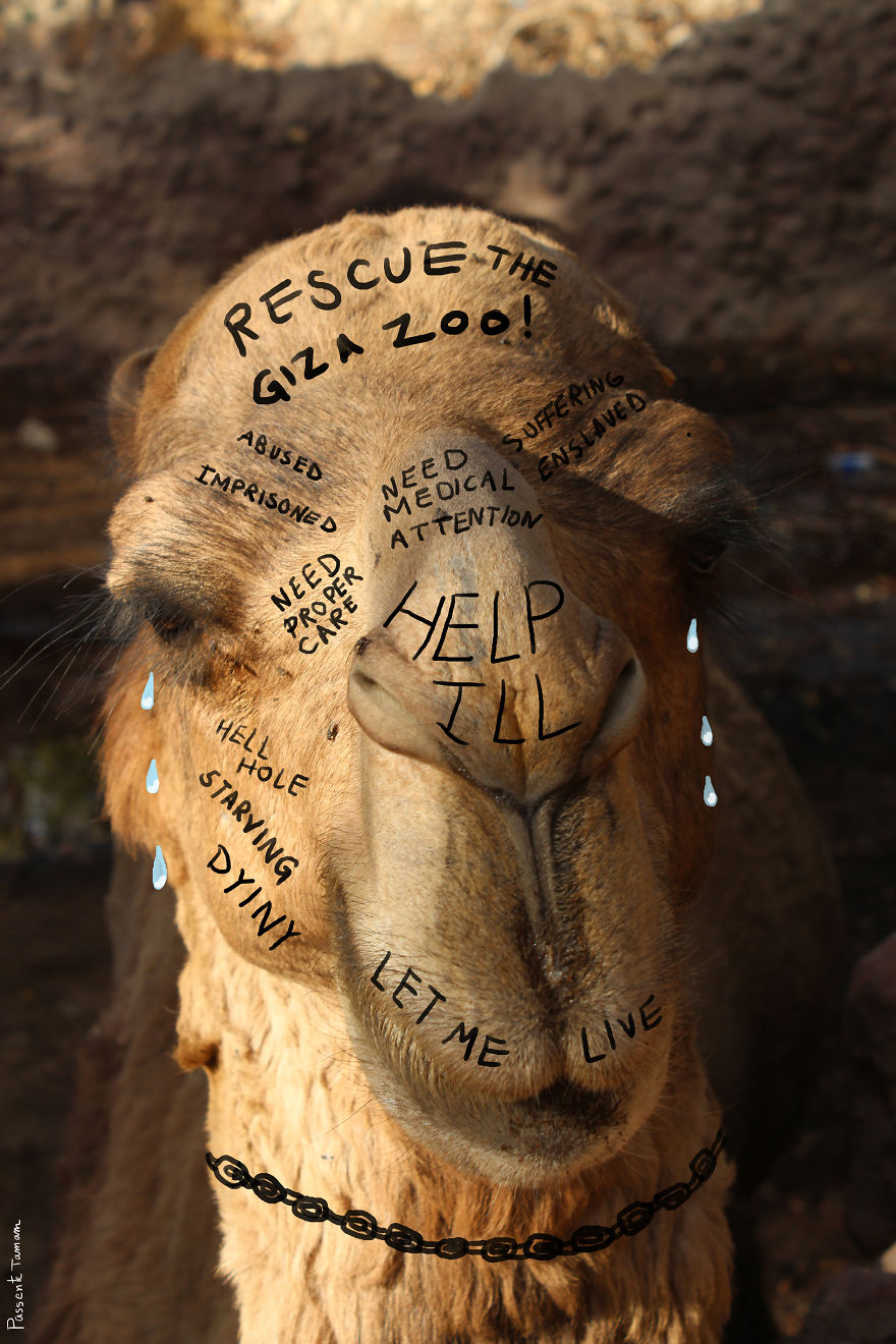 Rescue The Giza Zoo!
