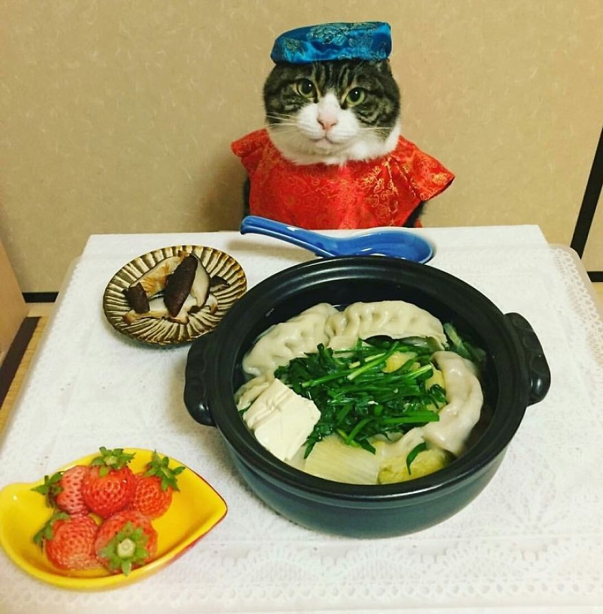 How To Dine The Japanese Way According To This Cute Instagram Cosplay Cat