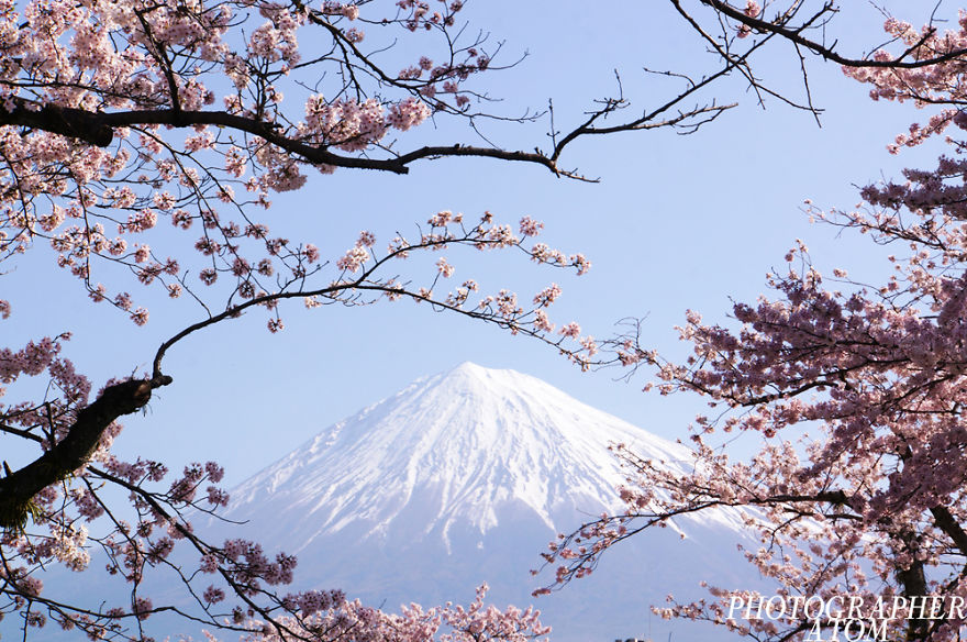 Cherry Blossoms With Mt. Fuji
