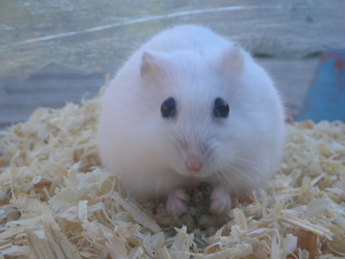 Snowball The Hamster