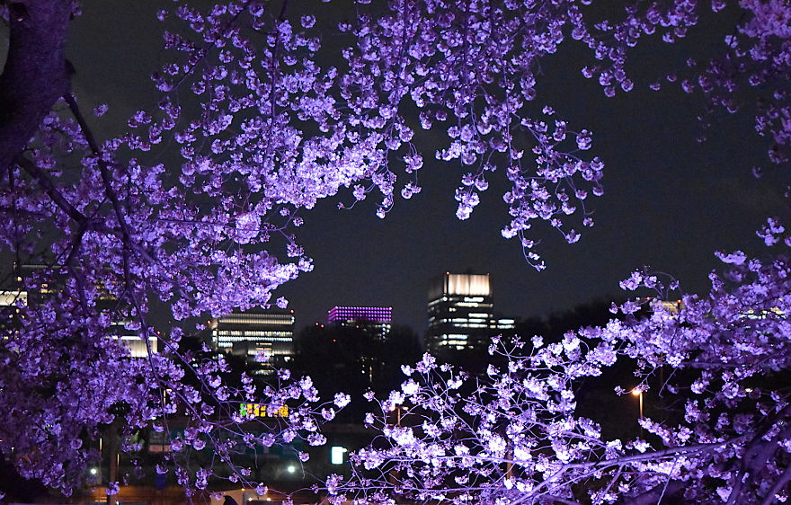 Japanese Cherry Blossoms In Tokyo