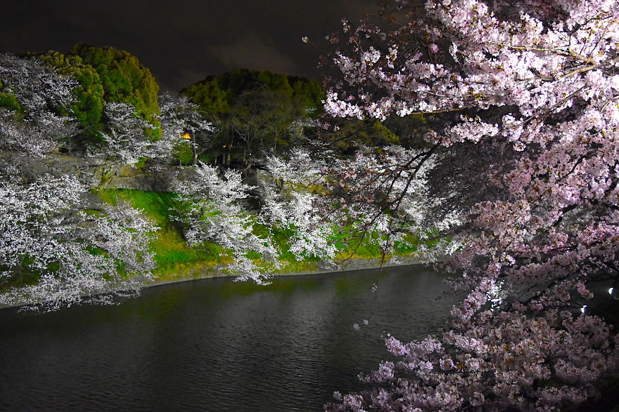 Japanese Cherry Blossoms In Tokyo