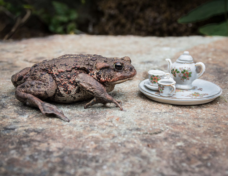 An Unusual Tea Party With My Forest Friends