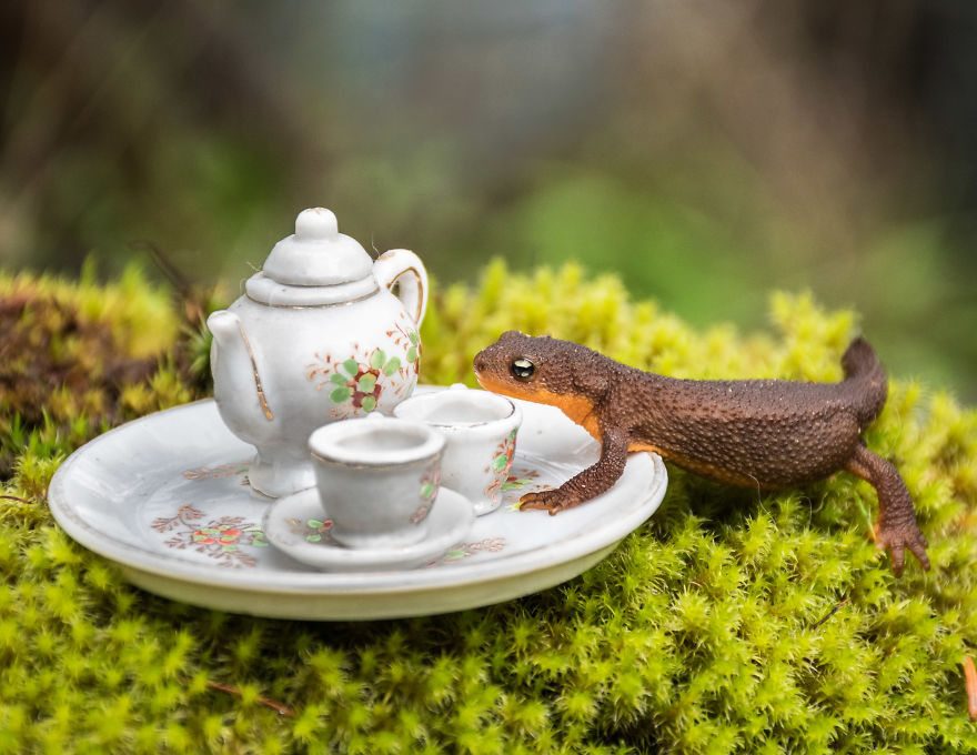 An Unusual Tea Party With My Forest Friends