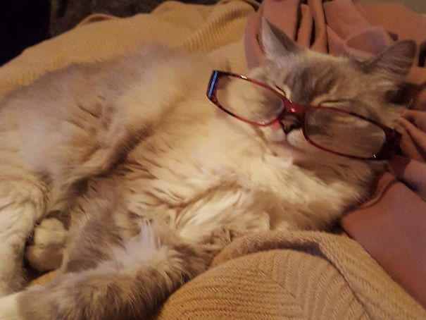Why I Can Never Find My Reading Glasses!