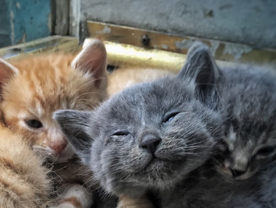 Cats Are Incredible - The Start Of A Catiffic Exploration Cats Are Incredible - The Start Of A Catiffic Exploration
