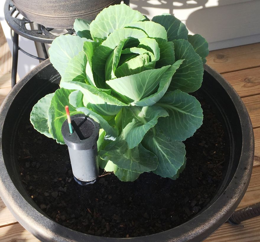 I Selfishly Want The Grobucket To Get Kickstarter Funded, So I Can Stop Murdering My Plant Babies Every Time I Need To Leave Town