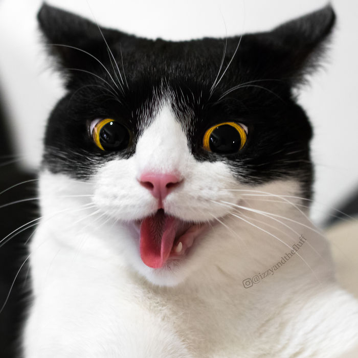 Meet Izzy, The Cat With The Most Expressive Face | Bored Panda