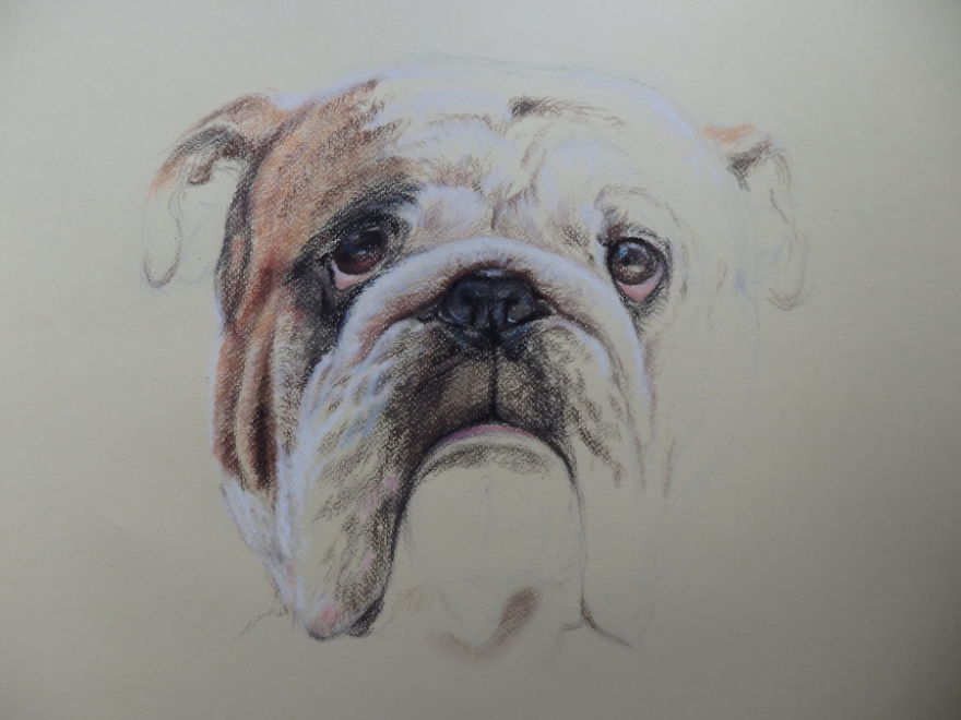 I Draw Portraits Of Dogs