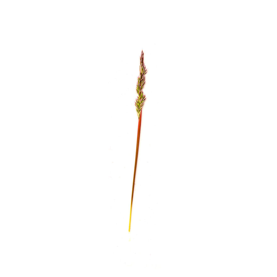 I Found Beauty And Simplicity In Single Leave I Found Beauty And Simplicity In Single Leave