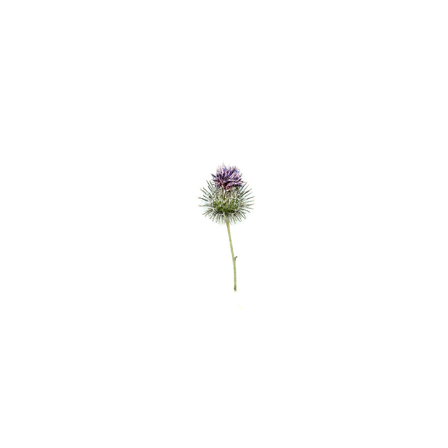I Found Beauty And Simplicity In Single Leave I Found Beauty And Simplicity In Single Leave