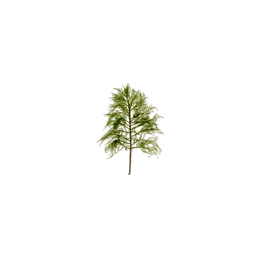 I Found Beauty And Simplicity In Single Leave I Found Beauty And Simplicity In Single Leave