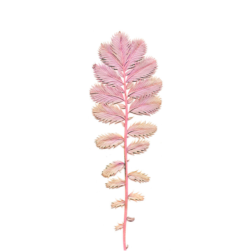 I Found Beauty And Simplicity In Single Leave I Found Beauty And Simplicity In Single Leave