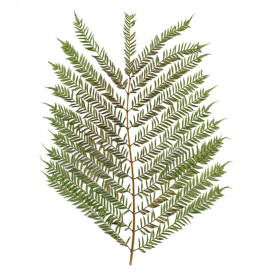 I Found Beauty And Simplicity In Single Leave I Found Beauty And Simplicity In Single Leave