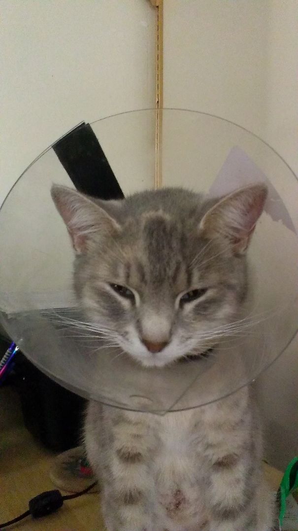 The Cone Of Shame