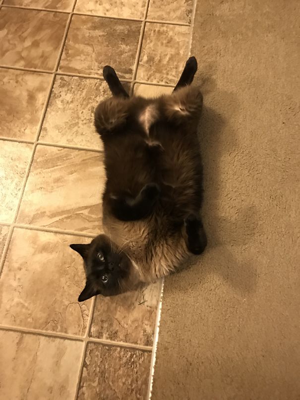 He Lays Like This When Ever You Take A Picture Of Him