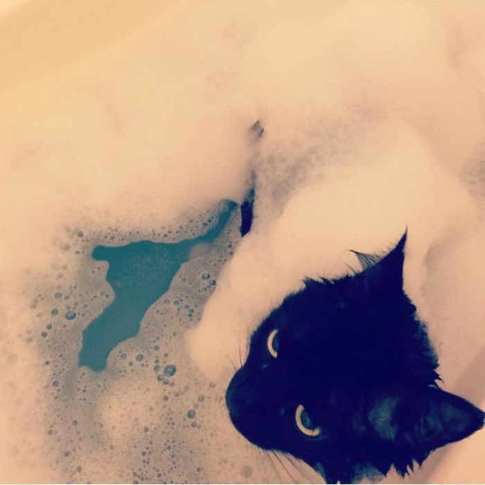 Bubble Bath Time For Bats