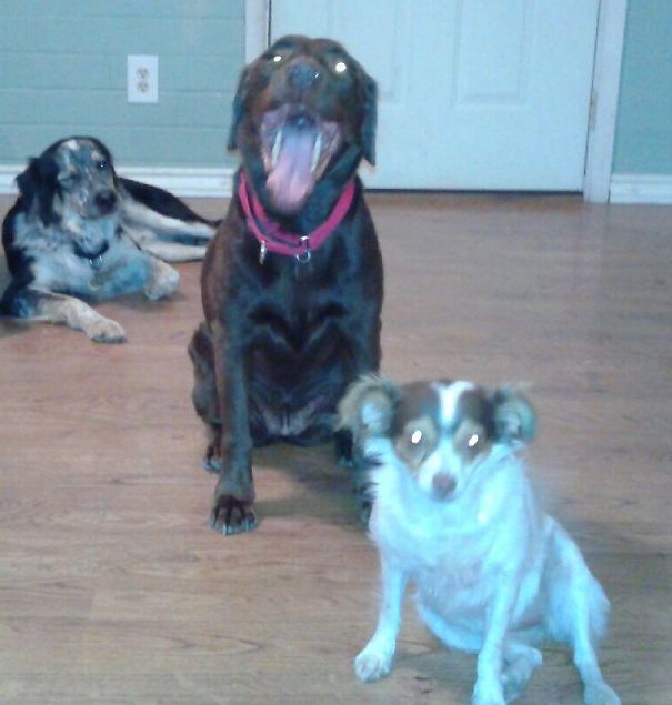 From Left To Right:murphy, Chewy, Holly.