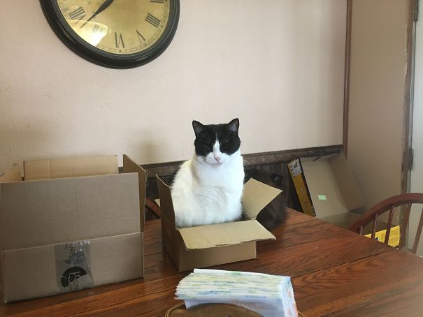 Box Cat 😄😺