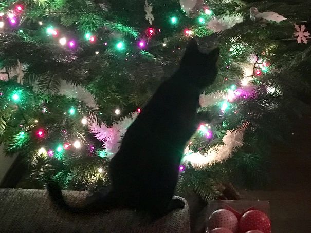 What To Do With The Christmas Tree?