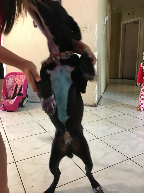 When You're Tie Dying Shirts, Never Leave The Kids Alone With The Dog.