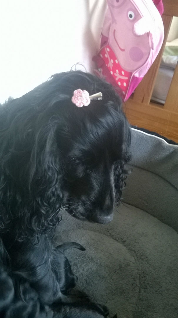 My Sister Decided To Put A Hair Clip On Bella So ' She Would Look Like A Proper Mommy'