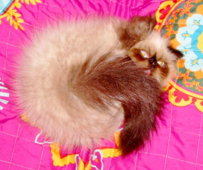 My Himalayan Kitten Koa