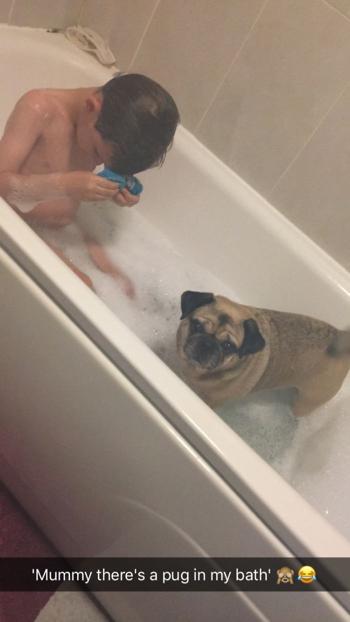 Mummy There's A Pug In My Bath