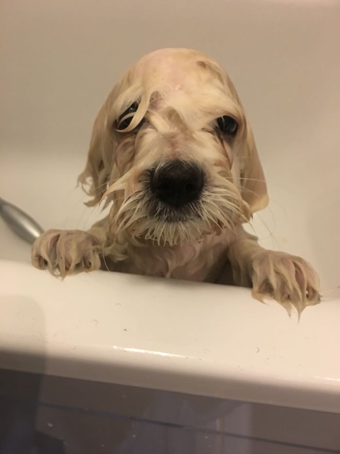 Her First Bath. I Think She Means To Kill Us.