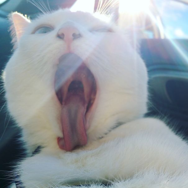 Yawn. You Bore Me, Hoomin.