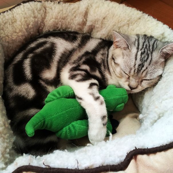 Muffin Loves To Nap With His T-rex Friend!