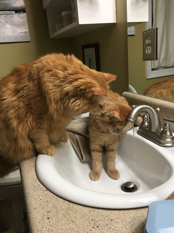 The Large Cat Is Introducing The New Addition To The Morning Routine, Water From The Faucet.