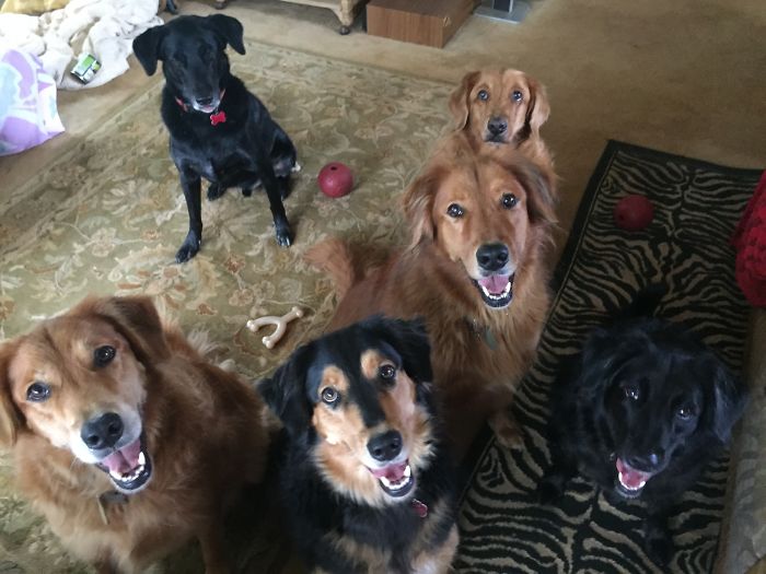 Six Out Of Seven Of My Goofballs ( Hard To Fit Them All In One Pic!