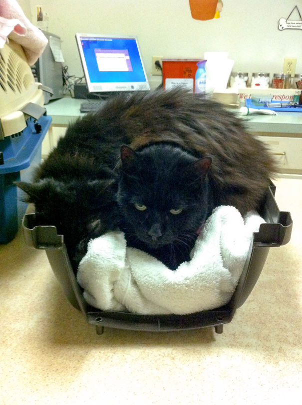 Make Room For Freighty Cat! One Of My Cats Thought She Could Hide Under My Other Cat At The Vet.