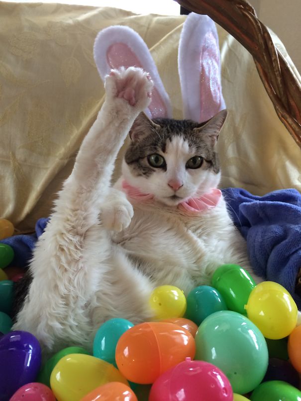 I Swear - I'm The Real Easter Bunny 🐰!