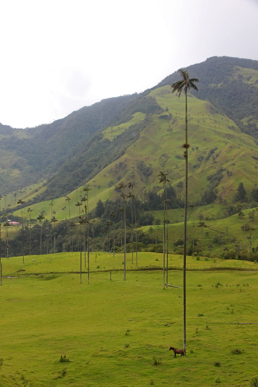 I Went To Colombia And Found These Insanely Tall Palm Trees