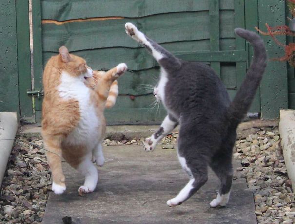 Kung Fu Cats
