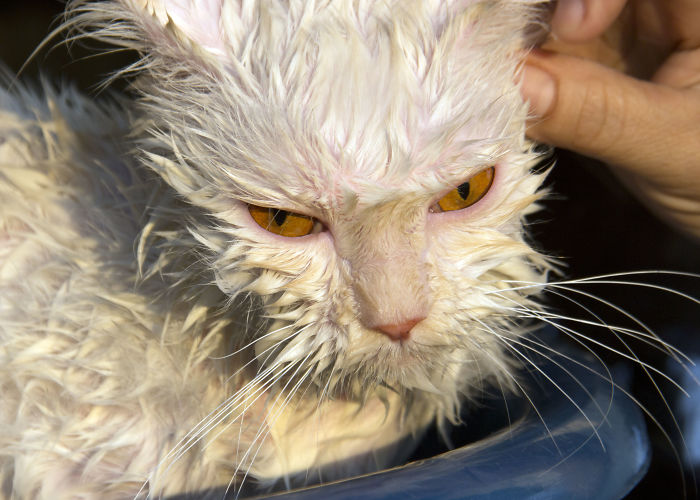 Latte Isn't Happy: First The Bath, Now The Flea Hunt