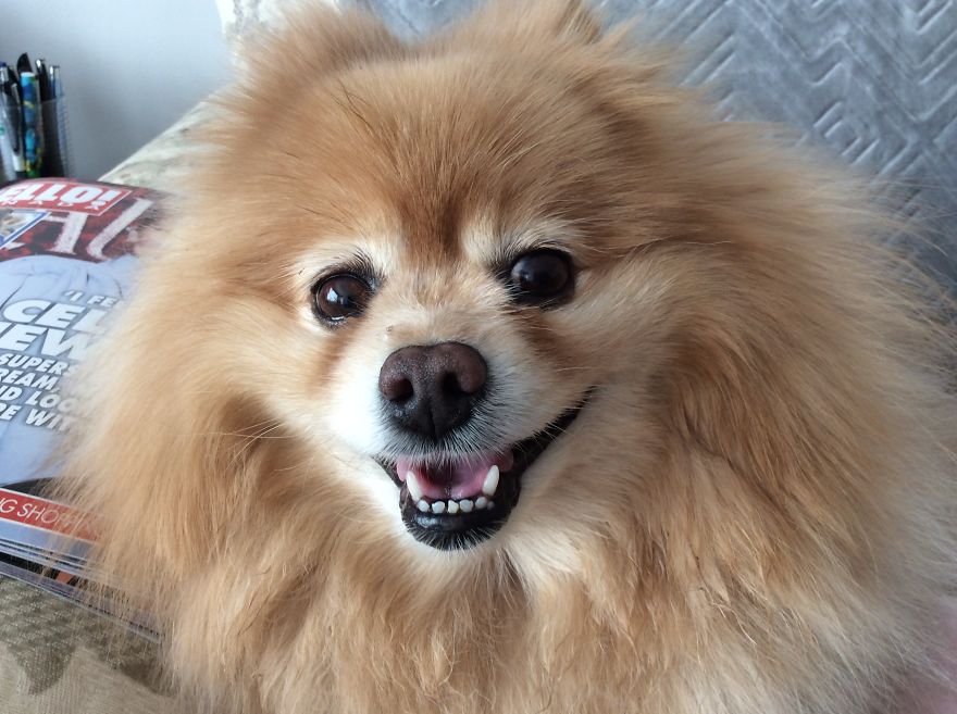 Meet Bailey, A Happy Dog Who Hides A Horrible Backstory