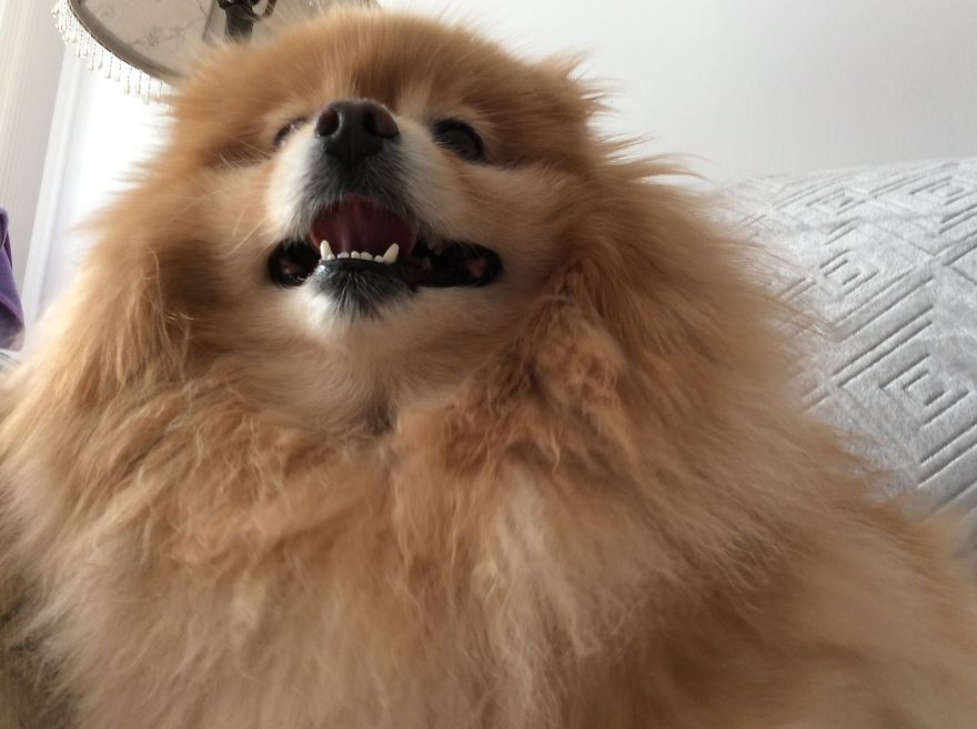 Meet Bailey, A Happy Dog Who Hides A Horrible Backstory