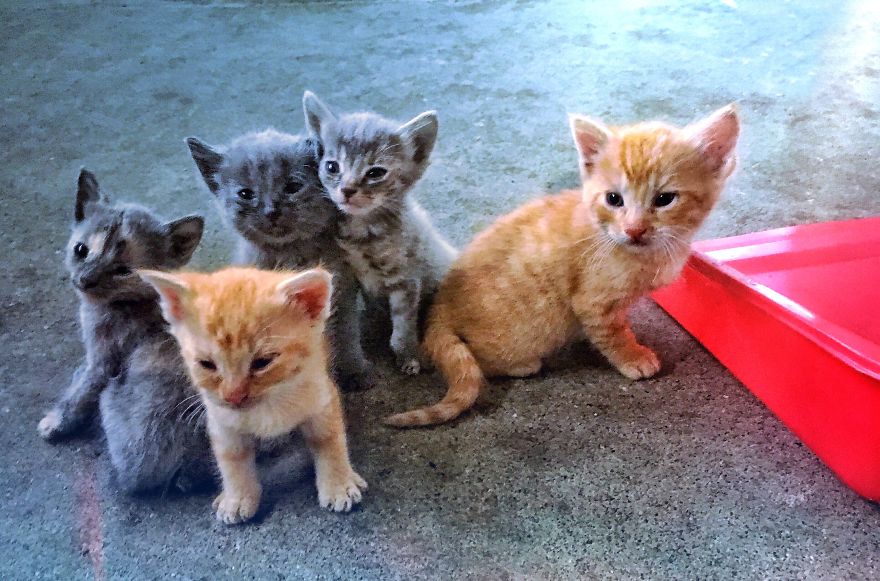 Cats Are Incredible - The Start Of A Catiffic Exploration Cats Are Incredible - The Start Of A Catiffic Exploration