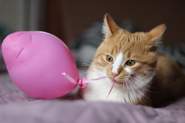 When My Cat Saw A Balloon For The First Time