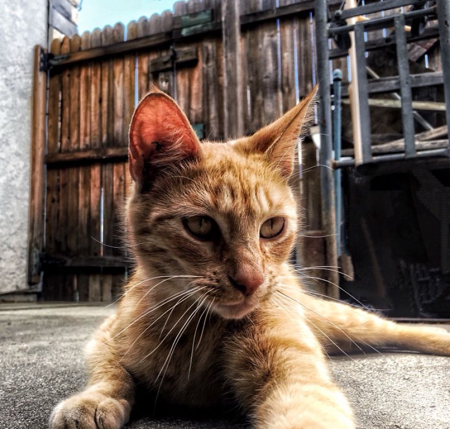 Cats Are Incredible - The Start Of A Catiffic Exploration Cats Are Incredible - The Start Of A Catiffic Exploration