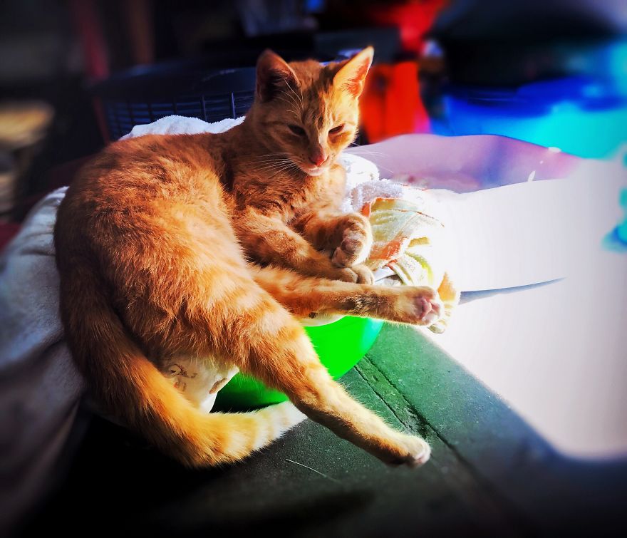 Cats Are Incredible - The Start Of A Catiffic Exploration Cats Are Incredible - The Start Of A Catiffic Exploration