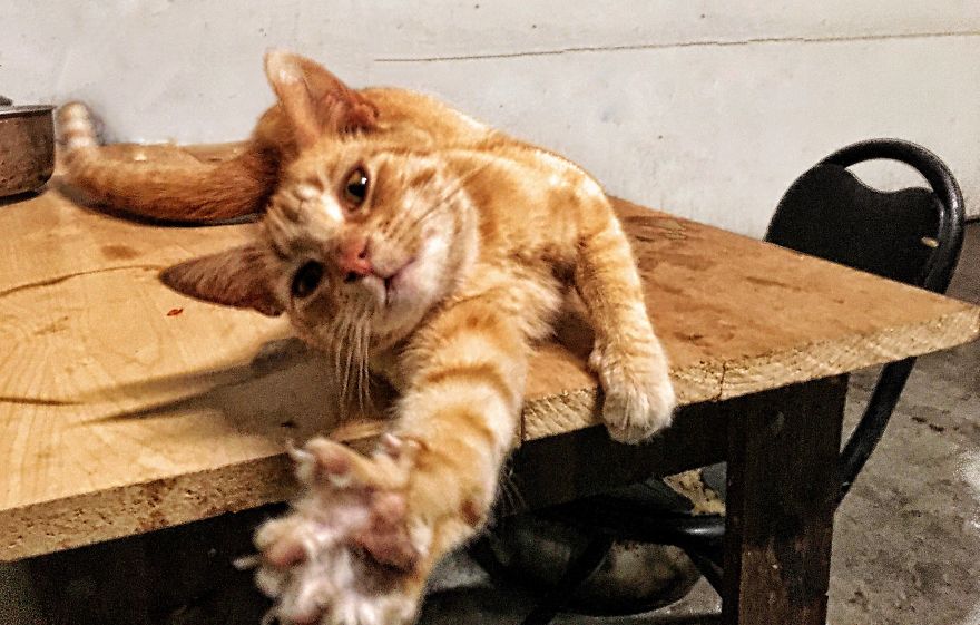 Cats Are Incredible - The Start Of A Catiffic Exploration Cats Are Incredible - The Start Of A Catiffic Exploration